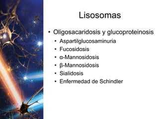 Lisosomas Oligosacaridosis y glucoproteinosis Aspartilglucosaminuria Fucosidosis α- Mannosidosis β- Mannosidosis Sialidosis Enfermedad de Schindler 