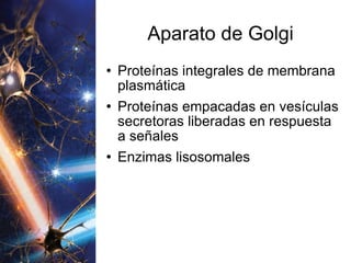 Aparato de Golgi Proteínas integrales de membrana plasmática Proteínas empacadas en vesículas secretoras liberadas en respuesta a señales Enzimas lisosomales 