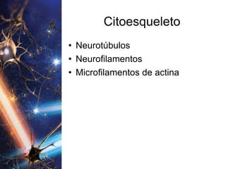 Citoesqueleto Neurotúbulos Neurofilamentos Microfilamentos de actina 