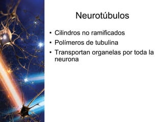 Neurotúbulos Cilindros no ramificados Polímeros de tubulina Transportan organelas por toda la neurona 