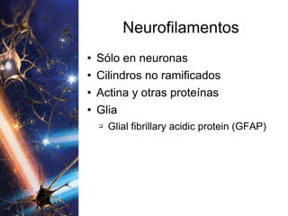 Neurofilamentos Sólo en neuronas Cilindros no ramificados Actina y otras proteínas Glia Glial fibrillary acidic protein (GFAP) 