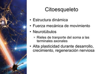 Citoesqueleto Estructura dinámica Fuerza mecánica de movimiento Neurotúbulos Rieles de tranporte del soma a las terminales axonales Alta plasticidad durante desarrollo, crecimiento, regeneración nerviosa 