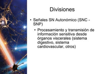 Divisiones Señales SN Autonómico (SNC - SNP) Procesamiento y transmisión de información sensitiva desde órganos viscerales (sistema digestivo, sistema cardiovascular, otros) 