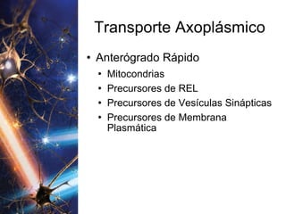 Transporte Axoplásmico Anterógrado Rápido Mitocondrias Precursores de REL Precursores de Vesículas Sinápticas Precursores de Membrana Plasmática 