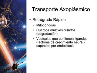 Transporte Axoplásmico Retrógrado Rápido Mitocondrias Cuerpos multivesiculados (degradación) Vesículas que contienen ligandos (factores de crecimiento neural) captados por endocitosis 