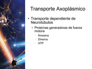 Transporte Axoplásmico Transporte dependiente de Neurotúbulos Proteínas generadoras de fuerza motora Kinesina Dineína ATP 