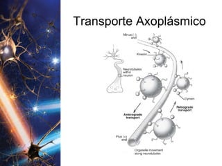 Transporte Axoplásmico 