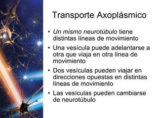 Transporte Axoplásmico Un mismo neurotúbulo  tiene distintas líneas de movimiento Una vesícula puede adelantarse a otra que viaja en otra línea de movimiento Dos vesículas pueden viajar en direcciones opuestas en distintas líneas de movimiento Las vesículas pueden cambiarse de neurotúbulo 