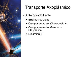 Transporte Axoplásmico Anterógrado Lento Enzimas solubles Componentes del Citoesqueleto Componentes de Membrana Plasmática Dinamina ? 