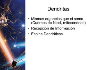 Dendritas Mismas organelas que el soma (Cuerpos de Nissl, mitocondrias) Recepción de Información Espina Dendríticas 