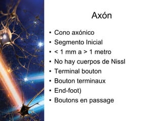 Axón Cono axónico Segmento Inicial < 1 mm a > 1 metro No hay cuerpos de Nissl Terminal bouton Bouton terminaux End-foot) Boutons en passage 