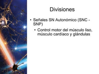 Divisiones Señales SN Autonómico (SNC - SNP) Control motor del músculo liso, músculo cardíaco y glándulas 