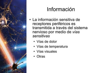 Información La información sensitiva de receptores periféricos es transmitida a través del sistema nervioso por medio de  vías sensitivas Vías de dolor Vías de temperatura Vías visuales Otras 