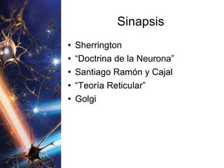 Sinapsis Sherrington “ Doctrina de la Neurona” Santiago Ramón y Cajal “ Teoría Reticular” Golgi 