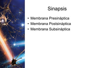 Sinapsis Membrana Presináptica Membrana Postsináptica Membrana Subsináptica 