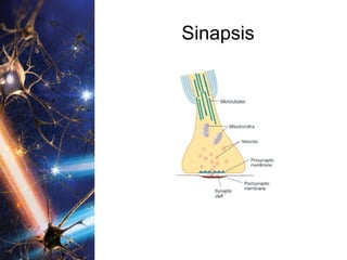 Sinapsis 