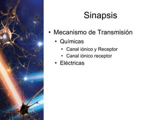 Sinapsis Mecanismo de Transmisión Químicas Canal iónico y Receptor Canal iónico receptor Eléctricas 