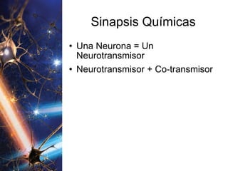 Sinapsis Químicas Una Neurona = Un Neurotransmisor Neurotransmisor + Co-transmisor 
