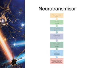 Neurotransmisor 