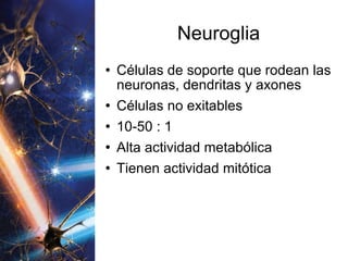 Neuroglia Células de soporte que rodean las neuronas, dendritas y axones Células no exitables 10-50 : 1 Alta actividad metabólica Tienen actividad mitótica 