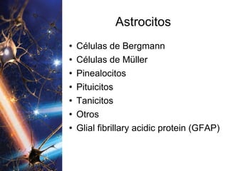 Astrocitos Células de Bergmann Células de Müller Pinealocitos Pituicitos Tanicitos Otros Glial fibrillary acidic protein (GFAP) 