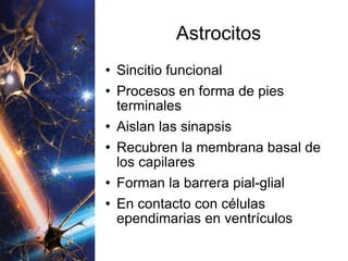 Astrocitos Sincitio funcional Procesos en forma de pies terminales Aislan las sinapsis Recubren la membrana basal de los capilares Forman la barrera pial-glial En contacto con células ependimarias en ventrículos 