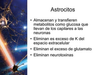 Astrocitos Almacenan y transfieren metabolitos como glucosa que llevan de los capilares a las neuronas Eliminan es exceso de K del espacio extracelular Eliminan el exceso de glutamato Eliminan neurotoxinas 