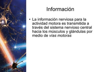 Información La información nerviosa para la actividad motora es transmitida a través del sistema nervioso central hacia los músculos y glándulas por medio de  vías motoras 