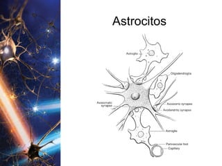 Astrocitos 
