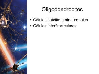 Oligodendrocitos Células satélite perineuronales Células interfasciculares 