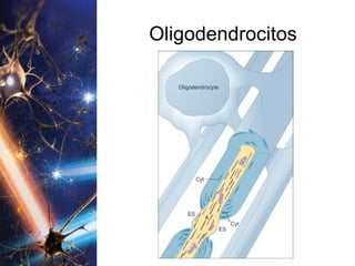 Oligodendrocitos 