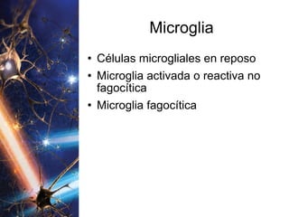 Microglia Células microgliales en reposo Microglia activada o reactiva no fagocítica Microglia fagocítica 