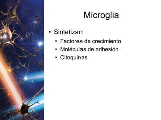 Microglia Sintetizan Factores de crecimiento Moléculas de adhesión Citoquinas 