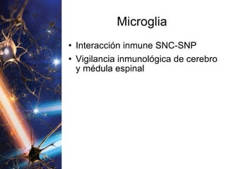 Microglia Interacción inmune SNC-SNP Vigilancia inmunológica de cerebro y médula espinal 