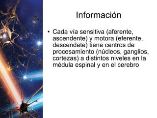 Información Cada vía sensitiva (aferente, ascendente) y motora (eferente, descendete) tiene centros de procesamiento (núcleos, ganglios, cortezas) a distintos niveles en la médula espinal y en el cerebro  