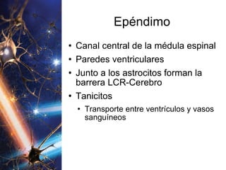 Epéndimo Canal central de la médula espinal Paredes ventriculares Junto a los astrocitos forman la barrera LCR-Cerebro Tanicitos Transporte entre ventrículos y vasos sanguíneos 