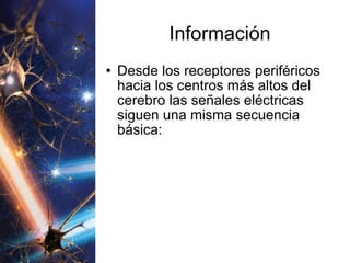 Información Desde los receptores periféricos hacia los centros más altos del cerebro las señales eléctricas siguen una misma secuencia básica:  