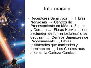 Información Receptores Sensitivos  Fibras Nerviosas  Centros de Procesamiento en Médula Espinal y Cerebro  Fibras Nerviosas que ascienden de forma ipsilateral o se decusan  Centros Superiores de Procesamiento  Fibras ipsilaterales que ascienden y terminan en  Los Centros más altos en la Corteza Cerebral  