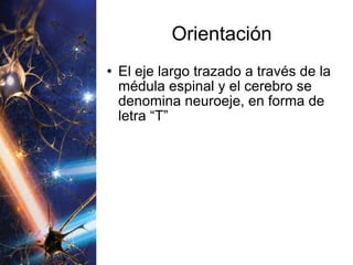 Orientación El eje largo trazado a través de la médula espinal y el cerebro se denomina neuroeje, en forma de letra “T”  