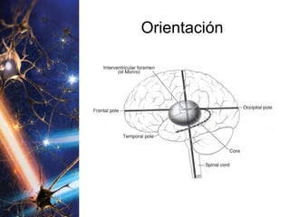 Orientación 