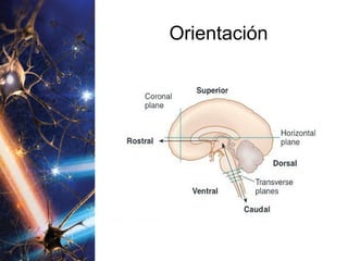 Orientación 