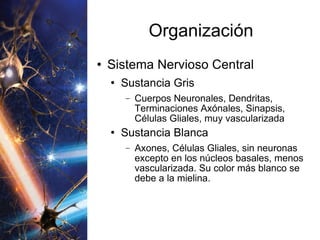 Organización Sistema Nervioso Central Sustancia Gris Cuerpos Neuronales, Dendritas, Terminaciones Axónales, Sinapsis, Células Gliales, muy vascularizada Sustancia Blanca Axones, Células Gliales, sin neuronas excepto en los núcleos basales, menos vascularizada. Su color más blanco se debe a la mielina. 