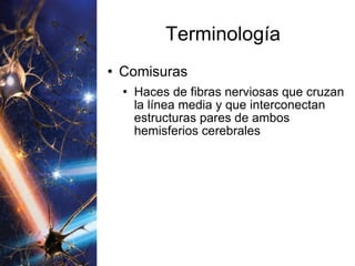 Terminología Comisuras Haces de fibras nerviosas que cruzan la línea media y que interconectan estructuras pares de ambos hemisferios cerebrales 