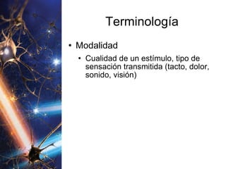 Terminología Modalidad Cualidad de un estímulo, tipo de sensación transmitida (tacto, dolor, sonido, visión) 