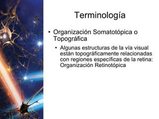 Terminología Organización Somatotópica o Topográfica Algunas estructuras de la vía visual están topográficamente relacionadas con regiones específicas de la retina: Organización Retinotópica 