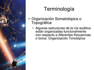 Terminología Organización Somatotópica o Topográfica Algunas estructuras de la vía auditiva están organizadas funcionalmente con respecto a diferentes frecuencias o tonos: Organización Tonotópica 