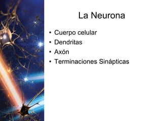 La Neurona Cuerpo celular Dendritas Axón Terminaciones Sinápticas 
