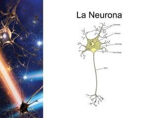 La Neurona 