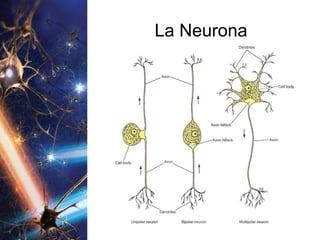La Neurona 