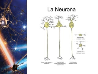 La Neurona 